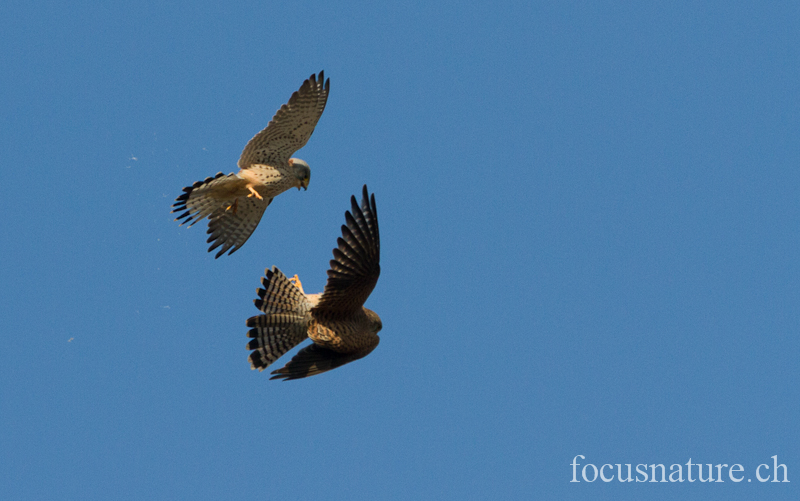 Faucon crecerelle 0505.jpg - Faucon crécerelle - Common Kestrel - Falco Tinnunculus (Genève, Suisse, mars 2012)